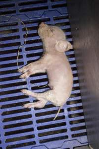 Sick piglet in crate - Australian pig farming - Captured at Golden Grove Piggery, Young NSW Australia.