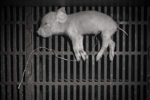 Sick piglet in crate - Australian pig farming - Captured at Golden Grove Piggery, Young NSW Australia.