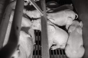 Piglet suckling - Australian pig farming - Captured at Golden Grove Piggery, Young NSW Australia.