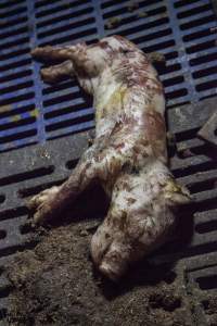 Dead piglet - Australian pig farming - Captured at Golden Grove Piggery, Young NSW Australia.