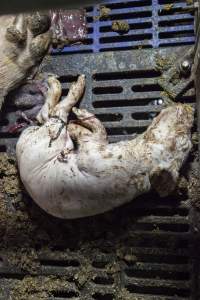 Dead piglet - Australian pig farming - Captured at Golden Grove Piggery, Young NSW Australia.