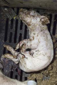 Dead piglet - Australian pig farming - Captured at Golden Grove Piggery, Young NSW Australia.