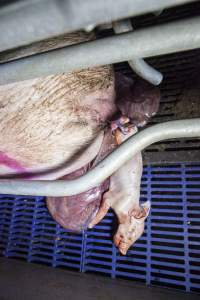 Dead piglet - Australian pig farming - Captured at Golden Grove Piggery, Young NSW Australia.