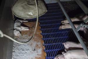 Dead piglet - Australian pig farming - Captured at Golden Grove Piggery, Young NSW Australia.