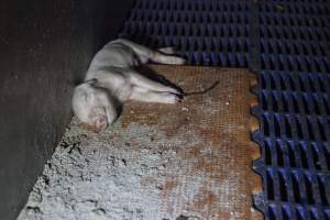 Dead piglet - Australian pig farming - Captured at Golden Grove Piggery, Young NSW Australia.