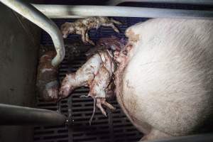 Stillborn piglets - Australian pig farming - Captured at Golden Grove Piggery, Young NSW Australia.