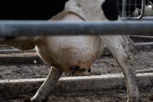 Captured at Caldermeade Farm, Caldermeade VIC Australia.