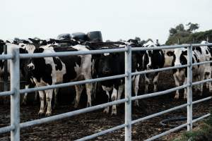 Captured at Caldermeade Farm, Caldermeade VIC Australia.