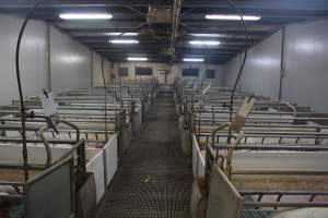 Farrowing crates at Wonga Piggery NSW - Australian pig farming - Captured at Wonga Piggery, Young NSW Australia.