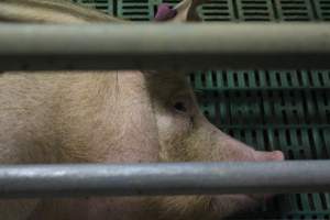 Farrowing crates at Wonga Piggery NSW - Australian pig farming - Captured at Wonga Piggery, Young NSW Australia.