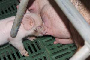 Farrowing crates at Wonga Piggery NSW - Australian pig farming - Captured at Wonga Piggery, Young NSW Australia.