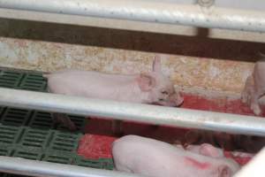 Farrowing crates at Wonga Piggery NSW - Australian pig farming - Captured at Wonga Piggery, Young NSW Australia.