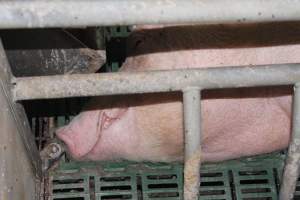 Farrowing crates at Wonga Piggery NSW - Australian pig farming - Captured at Wonga Piggery, Young NSW Australia.