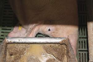 Farrowing crates at Wonga Piggery NSW - Australian pig farming - Captured at Wonga Piggery, Young NSW Australia.