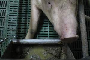 Farrowing crates at Wonga Piggery NSW - Australian pig farming - Captured at Wonga Piggery, Young NSW Australia.