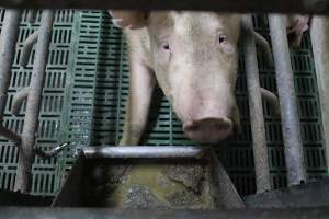 Farrowing crates at Wonga Piggery NSW - Australian pig farming - Captured at Wonga Piggery, Young NSW Australia.