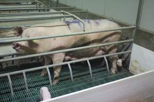 Farrowing crates at Wonga Piggery NSW - Australian pig farming - Captured at Wonga Piggery, Young NSW Australia.