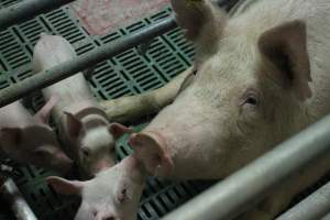 Sow and piglets - Australian pig farming - Captured at Wonga Piggery, Young NSW Australia.