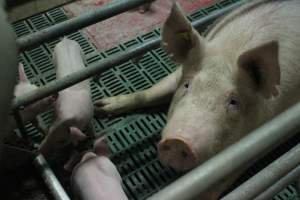 Farrowing crates at Wonga Piggery NSW - Australian pig farming - Captured at Wonga Piggery, Young NSW Australia.