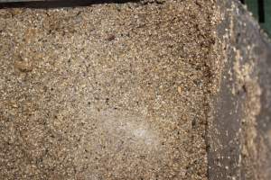 Feed tray with bugs - Australian pig farming - Captured at Wonga Piggery, Young NSW Australia.