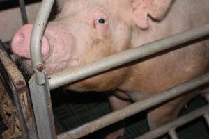 Farrowing crates at Wonga Piggery NSW - Australian pig farming - Captured at Wonga Piggery, Young NSW Australia.