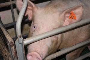 Farrowing crates at Wonga Piggery NSW - Australian pig farming - Captured at Wonga Piggery, Young NSW Australia.