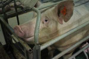 Farrowing crates at Wonga Piggery NSW - Australian pig farming - Captured at Wonga Piggery, Young NSW Australia.