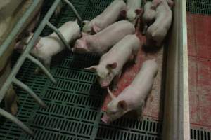 Farrowing crates at Wonga Piggery NSW - Australian pig farming - Captured at Wonga Piggery, Young NSW Australia.