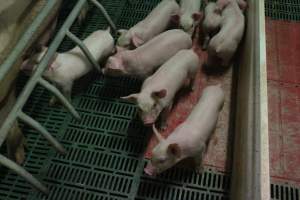 Farrowing crates at Wonga Piggery NSW - Australian pig farming - Captured at Wonga Piggery, Young NSW Australia.