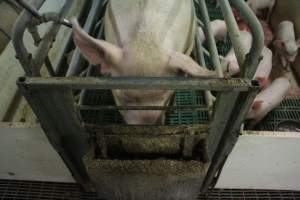 Farrowing crates at Wonga Piggery NSW - Australian pig farming - Captured at Wonga Piggery, Young NSW Australia.