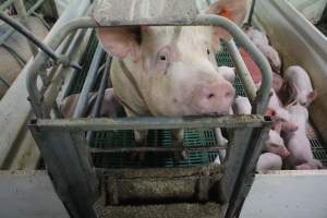 Farrowing crates at Wonga Piggery NSW - Australian pig farming - Captured at Wonga Piggery, Young NSW Australia.