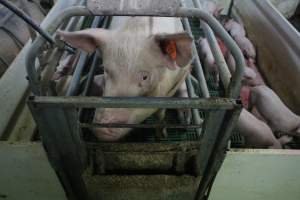 Farrowing crates at Wonga Piggery NSW - Australian pig farming - Captured at Wonga Piggery, Young NSW Australia.