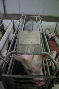 Farrowing crates at Wonga Piggery NSW - Australian pig farming - Captured at Wonga Piggery, Young NSW Australia.