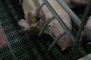 Farrowing crates at Wonga Piggery NSW - Australian pig farming - Captured at Wonga Piggery, Young NSW Australia.