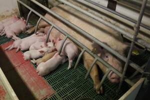 Farrowing crates at Wonga Piggery NSW - Australian pig farming - Captured at Wonga Piggery, Young NSW Australia.