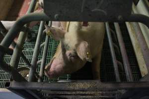 Farrowing crates at Wonga Piggery NSW - Australian pig farming - Captured at Wonga Piggery, Young NSW Australia.