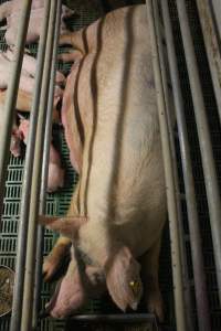 Farrowing crates at Wonga Piggery NSW - Australian pig farming - Captured at Wonga Piggery, Young NSW Australia.