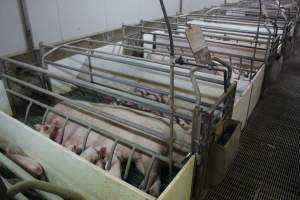 Farrowing crates at Wonga Piggery NSW - Australian pig farming - Captured at Wonga Piggery, Young NSW Australia.