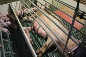 Farrowing crates at Wonga Piggery NSW - Australian pig farming - Captured at Wonga Piggery, Young NSW Australia.