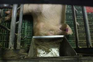 Farrowing crates at Wonga Piggery NSW - Australian pig farming - Captured at Wonga Piggery, Young NSW Australia.