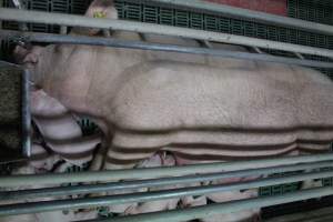 Farrowing crates at Wonga Piggery NSW - Australian pig farming - Captured at Wonga Piggery, Young NSW Australia.