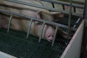 Farrowing crates at Wonga Piggery NSW - Australian pig farming - Captured at Wonga Piggery, Young NSW Australia.