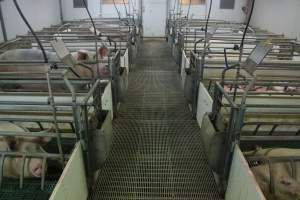 Farrowing crates at Wonga Piggery NSW - Australian pig farming - Captured at Wonga Piggery, Young NSW Australia.