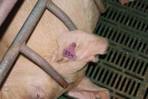 Farrowing crates at Wonga Piggery NSW - Australian pig farming - Captured at Wonga Piggery, Young NSW Australia.