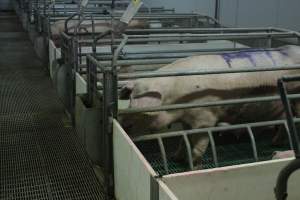 Farrowing crates at Wonga Piggery NSW - Australian pig farming - Captured at Wonga Piggery, Young NSW Australia.