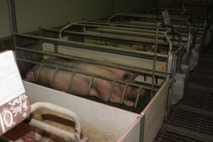 Farrowing crates at Wonga Piggery NSW - Australian pig farming - Captured at Wonga Piggery, Young NSW Australia.