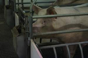 Farrowing crates at Wonga Piggery NSW - Australian pig farming - Captured at Wonga Piggery, Young NSW Australia.