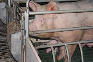 Farrowing crates at Wonga Piggery NSW - Australian pig farming - Captured at Wonga Piggery, Young NSW Australia.