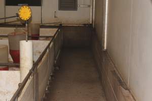 Rats in weaner shed - Australian pig farming - Captured at Wonga Piggery, Young NSW Australia.