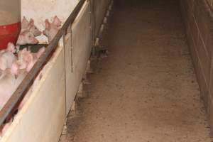 Rats in weaner shed - Australian pig farming - Captured at Wonga Piggery, Young NSW Australia.